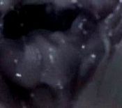 nature fucking leashed porn sex full nudity